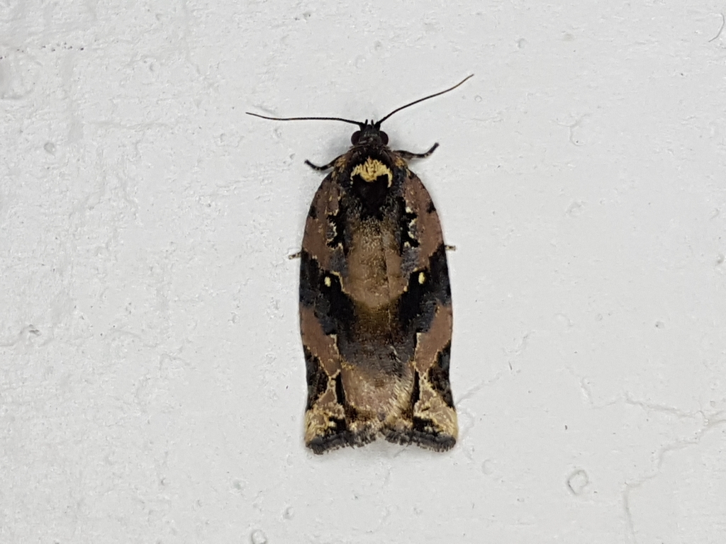 Argyrotaenia cordillerae