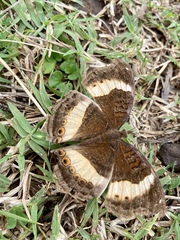 Junonia elgiva