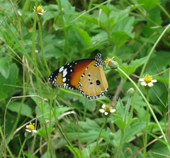 Danaus chrysippus