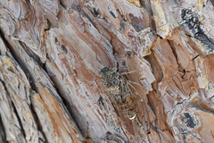 Cicada cretensis