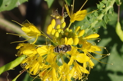 Eristalis stipator