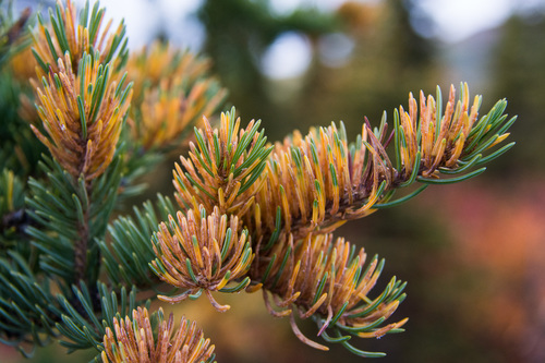 Spruce-Labrador tea needle rust | Native Nature