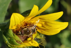 Eristalis stipator