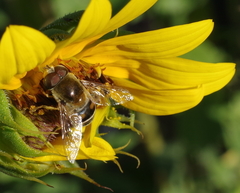 Eristalis stipator