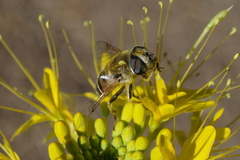 Eristalis stipator