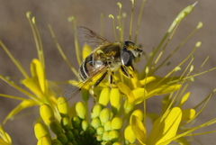 Eristalis stipator
