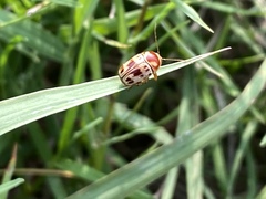 Cryptocephalus mutabilis