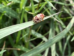 Cryptocephalus mutabilis