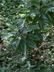 Magnoliales