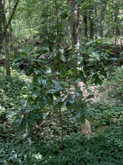 Magnoliales