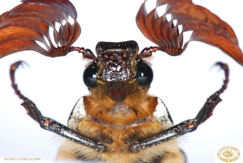 Pine Chafer, photo 2 of 8