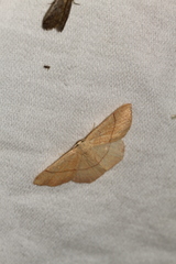 Cyclophora suppunctaria