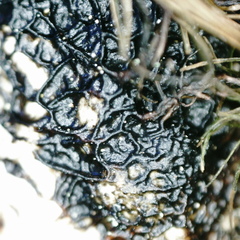 Platismatia norvegica