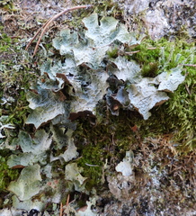 Platismatia norvegica