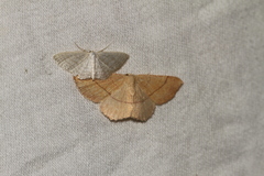 Cyclophora suppunctaria