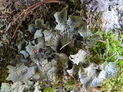 Platismatia norvegica