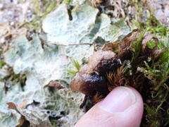Platismatia norvegica