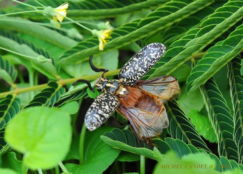 Pine Chafer, photo 3 of 8