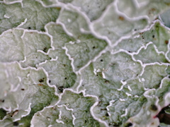 Platismatia norvegica