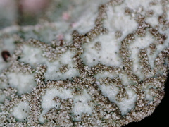 Platismatia norvegica