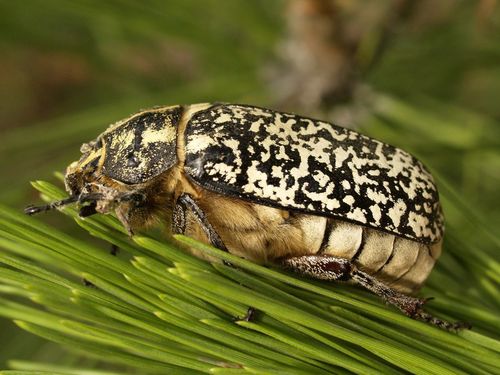 Pine Chafer, photo 4 of 8