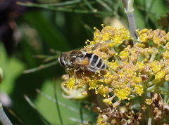 Eristalis arbustorum
