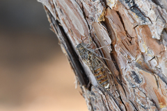 Cicada cretensis
