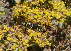 Polistes dominula