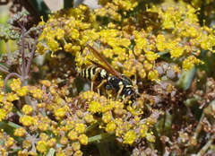 Polistes dominula