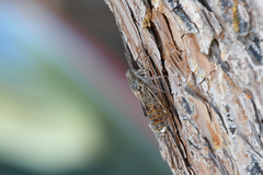 Cicada cretensis