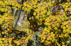Eristalis arbustorum