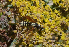 Polistes dominula