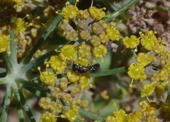 Hylaeus