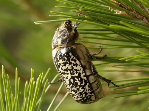 Pine Chafer, photo 5 of 8