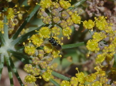Hylaeus