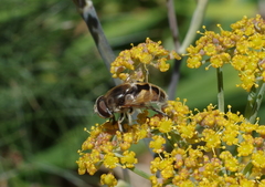 Eristalis arbustorum