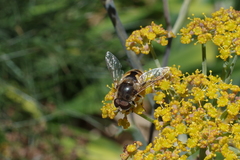 Eristalis arbustorum