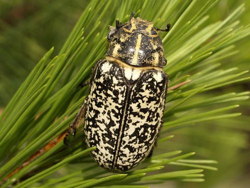 Pine Chafer, photo 6 of 8