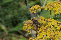 Eristalis arbustorum