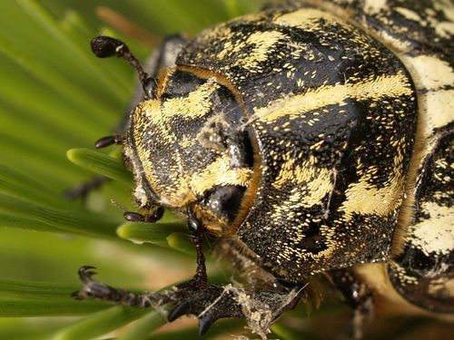 Pine Chafer, photo 7 of 8