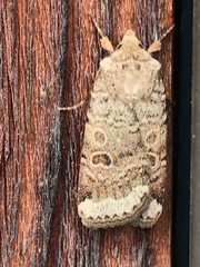 Abagrotis