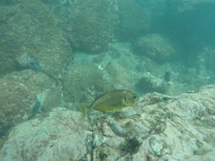 Caranx caninus