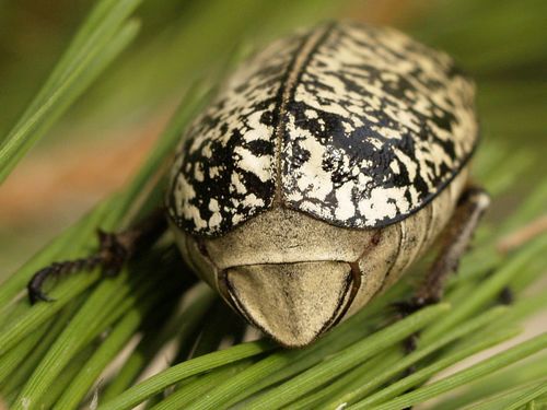 Pine Chafer, photo 8 of 8