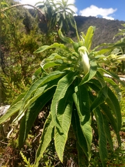 Siphocampylus giganteus