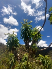 Siphocampylus giganteus