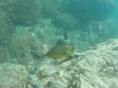 Caranx caninus