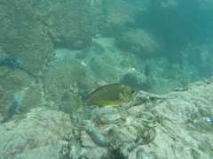 Caranx caninus