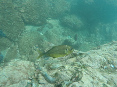 Caranx caninus
