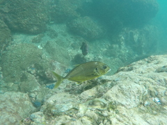Caranx caninus