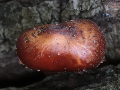 Lentinula
